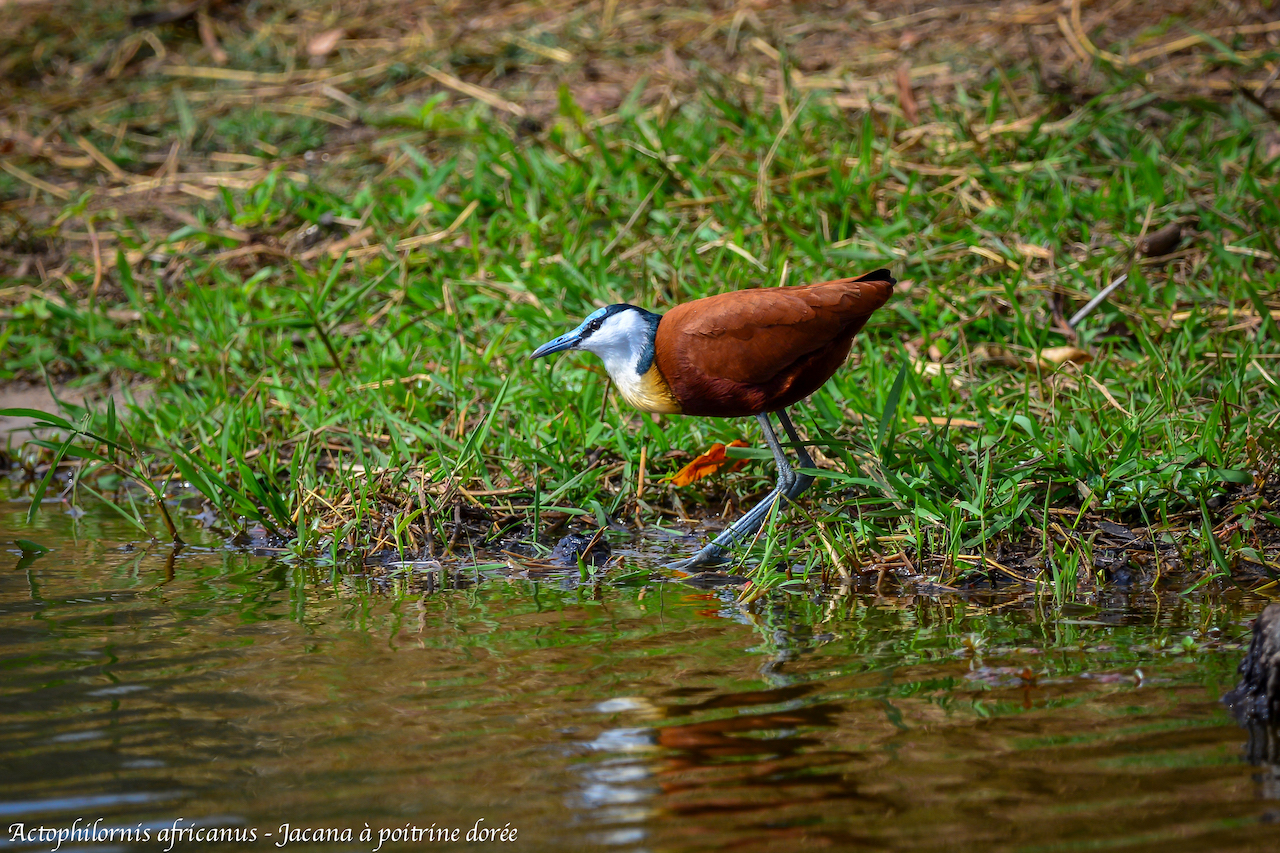 Actophilornis africanus